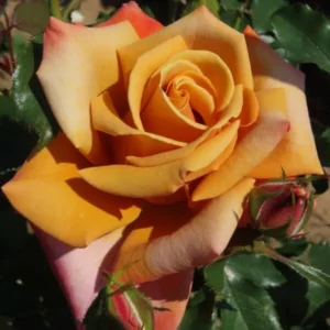 Loving_Son_Hybrid_Tea_Garden_Rose_20_02-600x600 (2) | ЛПХ питомник роз "ГАРАНТ"