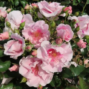 Megan_Floribunda_Garden_Rose_20_03-scaled-600x600 | ЛПХ питомник роз "ГАРАНТ"